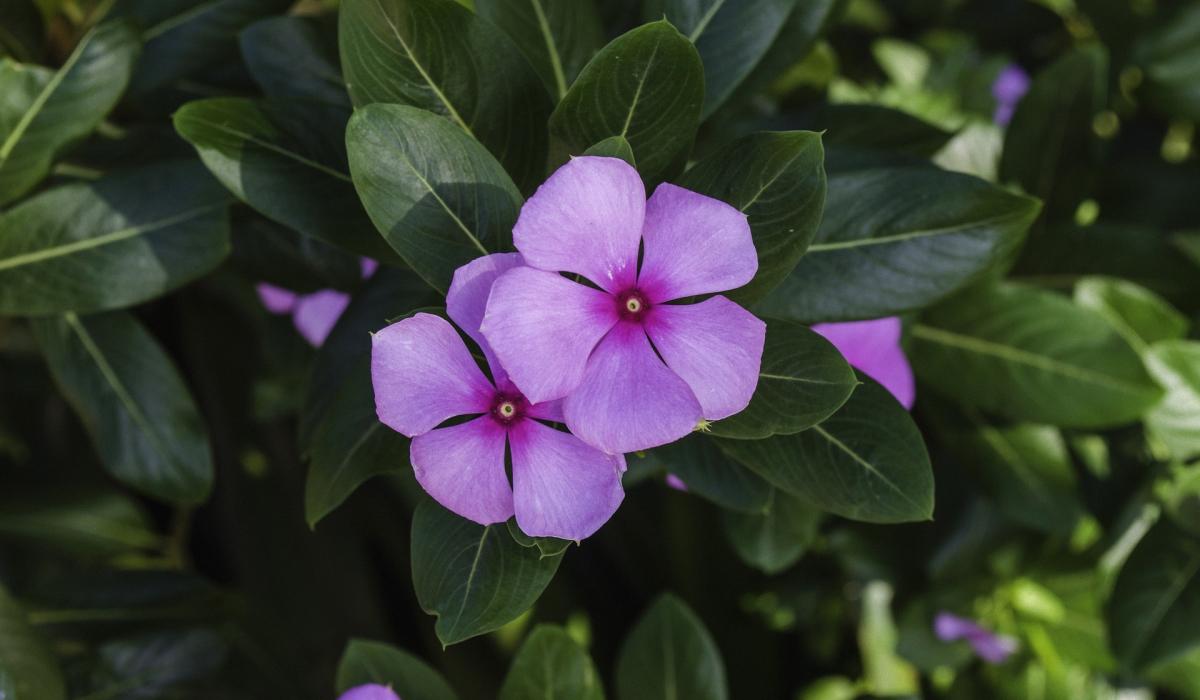 mitä kasveja ei saa istuttaa pihalle