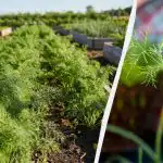 Ainoa tapa saada rehevää tilliä on: mitä kylvää lähistölle ja kuinka tiheästi kylvää sato Ainoa tapa saada rehevää tilliä on: mitä kylvää lähistölle ja