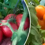 Älä anna myöhäisruttolle mahdollisuutta: miten säästät tomaattisatosi etukäteen