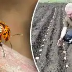 Coloradon perunakuoriainen ei tule lähelle: mitä istuttaa perunoiden viereen