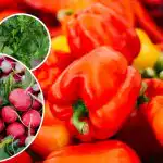 Ei tule tuholaisia ​​tai rikkaruohoja - mitä istuttaa pippurin viereen