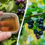 Ennen pääsiäistä herukoille on annettava ensimmäinen lannoitus: se ei toimi