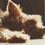 Et koskaan arvaa: neljä syytä, miksi koirat rakastavat makaamista auringossa – ne ovat järkyttäviä et-koskaan-arvaa-nelja-syyta-miksi-koirat-rakastavat-makaamista-auringossa.webp.webp