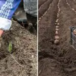 He eivät pelkää kylmää ja tuottavat ennätyssadon: mitä perunalajikkeita istutetaan