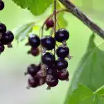 Herukoiden leikkaus: suurten marjojen salaisuus herukoiden-leikkaus-suurten-marjojen-salaisuus.jpg