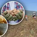 Hoitoa on, mutta perunat ovat pieniä: asiantuntija kertoo, miten tilanne