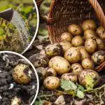 Hruštšov ei enää koske perunoihin: edullinen suojamenetelmä kansanlääkkeillä