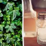 Ivy ei selviä: 2 penniäkään keittiölääkettä, jotka toimivat muutamassa päivässä