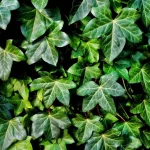 Ivy ei selviä: 2 penniäkään keittiölääkettä, jotka toimivat muutamassa päivässä ivy-ei-selvia-2-penniakaan-keittiolaaketta-jotka-toimivat-muutamassa-paivassa.webp.webp