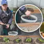 Keväällä jokaisen pensaan alla: kuinka ruokkia mansikoita makeille ja suurille