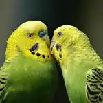 Kuinka kauan papukaijat elävät vankeudessa: miksi undulaatit elävät jopa 20 vuotta kuinka-kauan-papukaijat-elavat-vankeudessa-miksi-undulaatit-elavat-jopa-20.jpg