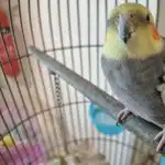 Kuinka papukaijat oppivat puhumaan: hämmästyttäviä jäljitelmämekanismeja kuinka-papukaijat-oppivat-puhumaan-hammastyttavia-jaljitelmamekanismeja.jpg