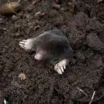 Kuumenna kiehuvaksi ja kaada kasaan: myyrät juoksevat välittömästi pois alueelta