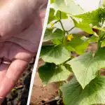 Kylvä kurkut avoimeen maahan: vuoden 2026 tuottavimmat päivät kuukalenterin mukaan