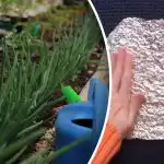 Kyyhkyset ja hiiret pelkäävät kuin tulta – halpa tapa suojata