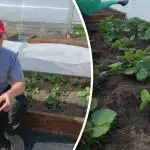 Mansikoiden lannoitus keväällä: virhe, joka vähentää satoa