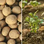 Miksi naapurillasi on parempia perunoita: yksi hetki ratkaisee kaiken - ja useimmat ihmiset jättävät sen huomiotta Miksi naapurillasi on parempia perunoita: yksi hetki ratkaisee kaiken -