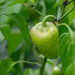 miksi-paprikat-putoavat-syyt-munasarjojen-irtoamiseen.jpg
