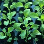 Miksi taimet venyvät: valaistus- ja lämpötilavirheet miksi-taimet-venyvat-valaistus-ja-lampotilavirheet.jpg