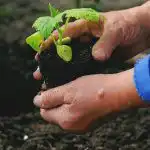 Milloin ja mitä istuttaa puutarhaan: kansanmerkkejä säästä ja sadosta