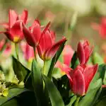 milloin-tulppaaneja-kaivaa-suurten-kukkien-ajoitus.jpg