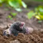 Mitä kaataa myyrän reikään: tämä lääke on jokaisessa keittiössä Mitä kaataa myyrän reikään: tämä lääke on jokaisessa keittiössä