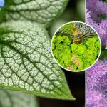 Nämä kukat kasvavat hyvin varjossa: mitä istuttaa talon taakse ja