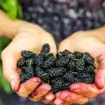 Nämä marjat kasvavat lähellä ja ovat hyviä sydämelle, mutta useimmat