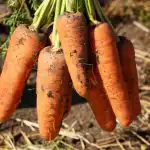Nämä porkkanalajikkeet ovat Ukrainan parhaita: tuottavia, vaatimattomia ja makeita kuin