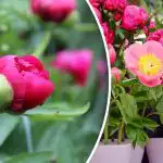 Pionit eivät anna virheitä anteeksi: mitä on tehtävä huhtikuussa