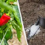 Pippuri juurtuu alle viikossa: mitä lannoitteita reikään lisätä