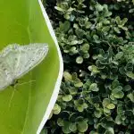 Puksipuukoi pelkää tätä kuin suitsukkeen paholainen: kuinka hoitaa puutarhaa tuholaisia vastaan Puksipuukoi pelkää tätä kuin suitsukkeen paholainen: kuinka hoitaa puutarhaa tuholaisia