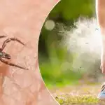 Punkit eivät kestä niitä: mitä kasveja tulisi istuttaa huhtikuussa suojaksi