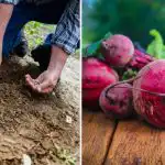 Puutarhurit laittavat tämän reikään istuttaessaan punajuuria: ne kasvavat suuriksi ja