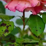 Ruusut eivät kärsi mustapilkusta, jos istutat yhden kukan lähelle: minkä?