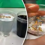 Siementen valmistaminen ennen kylvöä: mitä sinun tarvitsee tietää Siementen valmistaminen ennen kylvöä: mitä sinun tarvitsee tietää