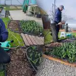 Suurten tulppaanien salaisuus: mitä sinun täytyy ehdottomasti tehdä keväällä