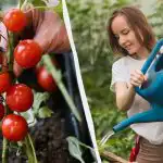 Tämä virhe "tappaa" tomaatin taimet: kuinka paljon vettä se tarvitsee