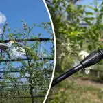 Taudeilla ja tuholaisilla ei ole mahdollisuutta - milloin ja miten