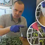 Tomaattien ensimmäinen kastelu istutuksen jälkeen: mitä lisätä veteen vahvojen juurien