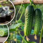 Unohda katkerat kurkut: asiantuntija nimesi yksinkertaisen säännön makealle sadolle