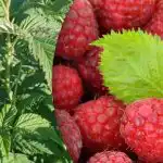 Vadelmat antavat kaksi kertaa enemmän: mitä on tärkeää tehdä kukinnan