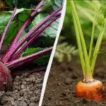 Vain 6 päivää huhtikuusta sopii porkkanoiden ja punajuurien istutukseen: tarkka